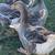 Toulouse geese females 1 thumbnail