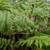 Australian Tree Fern 10 thumbnail