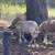 Sheep 4 thumbnail