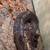 Ball python enclosure 3 thumbnail