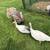 Turkeys 5 thumbnail