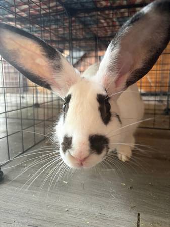 Conejo necesita hogar lo antes posible (Jonesborough)