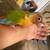 Conure 3 thumbnail