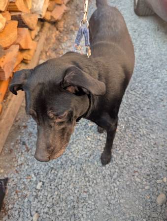 Free loving female dog (Mountlake Terrace)63688899079683122
