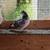 White and Various Grizzle Race Pigeons 5 thumbnail