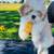 shih tzu puppies 1 thumbnail