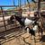 Nubian Goats 8 thumbnail