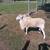 St Croix Ram Sheep 2 thumbnail