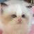 sweet kitty 2 thumbnail