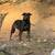 One year-old Shepherd pitbull mix 1 thumbnail