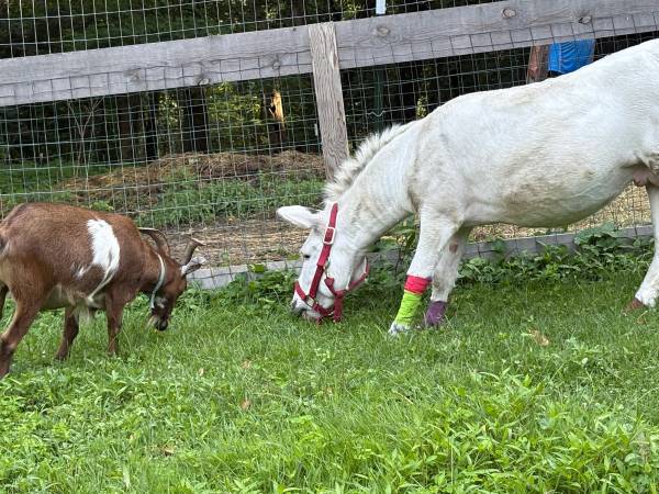 Mini Jack - farm & garden - by owner - sale - craigslist
