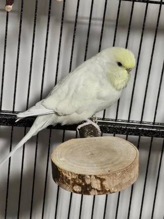 Budgie y periquito inglés con jaula y suministros (Kent)63853559046531121