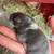 Rex Rabbit Kits 4 thumbnail
