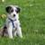 All Dogs Obedience and PottyTraining*Guaranteed*and reasonable price 11 thumbnail