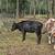 Yearling heifer 1 thumbnail