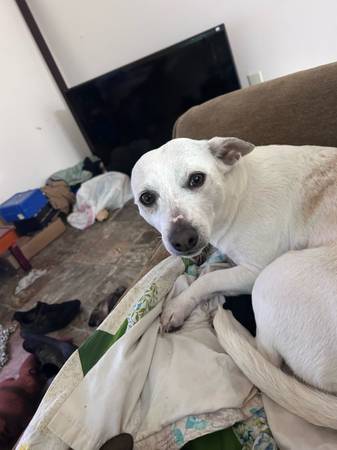 Necesito reubicar a un cruce de Chihuahua de 2 años (Raymond)64184332023426122