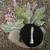 Unique Handmade One-of-a-Kind Decorative Hair Clip / Barrette, Skeleto 4 thumbnail