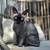 Sphynx cat 1 thumbnail