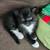 Kittens Available 2 thumbnail
