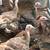 DOWNSIZING FLOCK 3 thumbnail