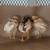 Bovan Brown pullets 4 thumbnail