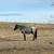 Horse AQHA Yearling Gelding  *Reduced* 6 thumbnail