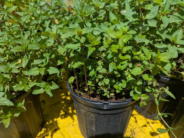 Chocolate Mint Plants 1