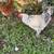 Roosters 2 thumbnail
