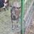 Mini Alpine Goat Does 4 thumbnail