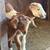 Dairy goats 2 thumbnail
