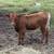 ( Cow )Highhorn Heifer calf 1 thumbnail