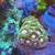 Reef Corals 12 thumbnail