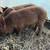 Kune Kune Cross Boar piglets - very friendly! 3 thumbnail