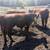 REGISTERED POLLED HEREFORD BULLS 6 thumbnail