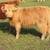 Mini Cattle 10 thumbnail