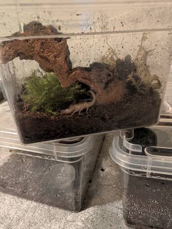 Emperor Scorpion 1