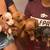 Dachshund 1 thumbnail