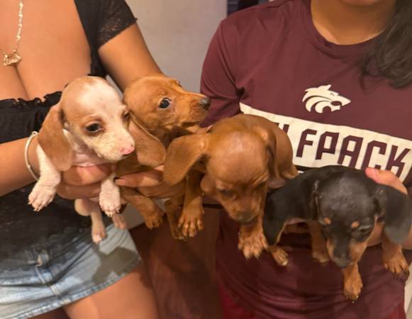 Dachshund 1