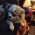 6 dogs 1 thumbnail