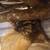 Blond Striped mud turtle 3 thumbnail