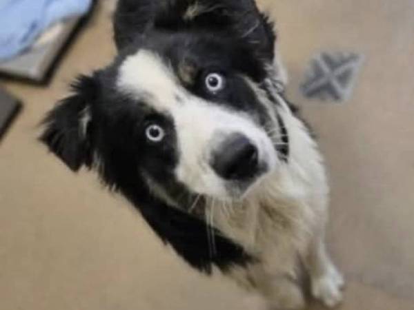 QUINN, mezcla de border collie y australiano (Goleta)