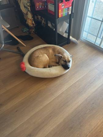 5 Month old puppy (Fairfield)