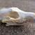 Coyote Skull 3 thumbnail