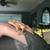Crested gecko 9 thumbnail
