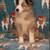 mini Australian Shepherds 1 thumbnail