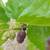 Mulberry trees - plants 5 thumbnail