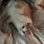 2 cats 1 thumbnail