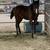 Yearling Filly 1 thumbnail