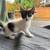 Kittens cats 9 thumbnail