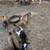 GOATS - Baby 2 thumbnail